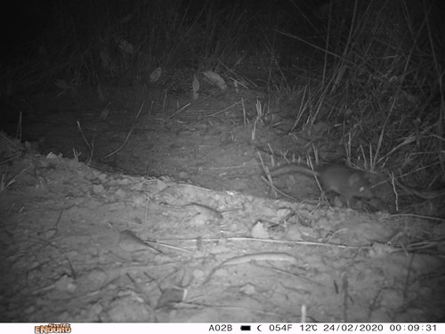 Black and white night vision image of a Kangaroo Island dunnart.