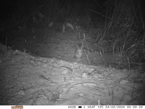Black and white night vision image of a Kangaroo Island dunnart