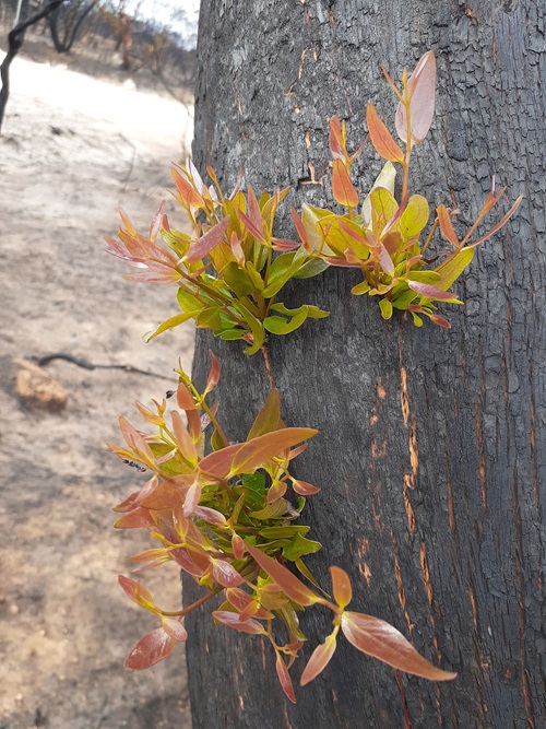 Tree trunk showing two sections of epiphytic growth. 