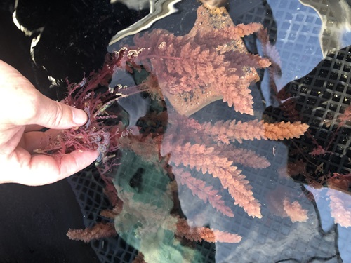 Hand holding seaweed in a tank of water