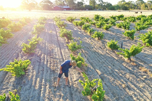 Vineyard at sunrise