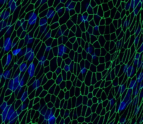 Green matrix over a blue and black background 