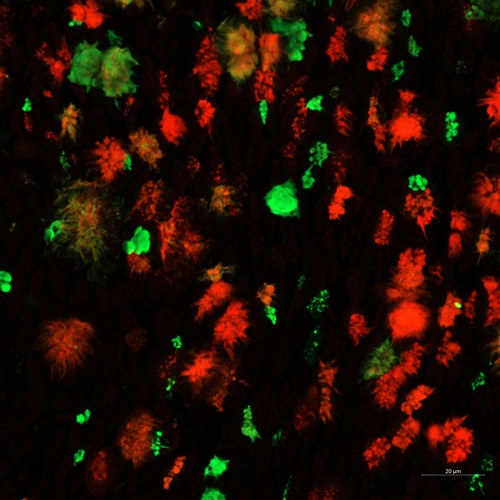 Green and red flecks against a black background