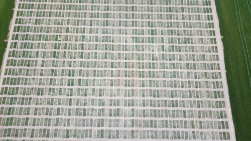 Aerial photo of rectangular fields of green and brown.