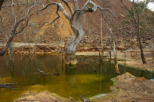 Dead trees stand in a discoloured pool of water