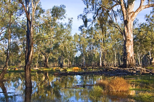 Yanga National Park, close to Balranald, features beautiful scenery along the Murrumbidgee River, NSW.