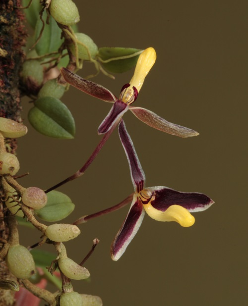 Flowers of the orchid species Bulbophyllum alkmaarense.
