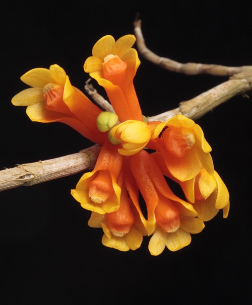 Flowers of the Dendrobium subclausum species.