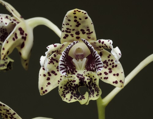 Flower of the orchid species Dendrobium tapiniense.