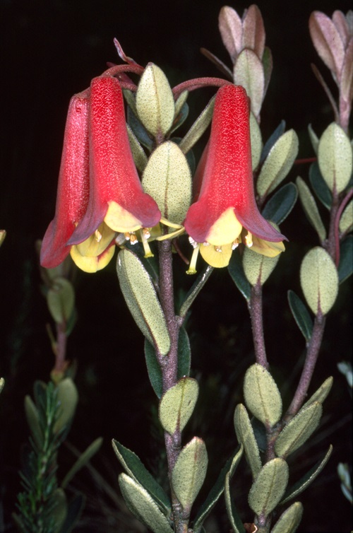 Red and yellow flowers of Rhododendron versteegii.
