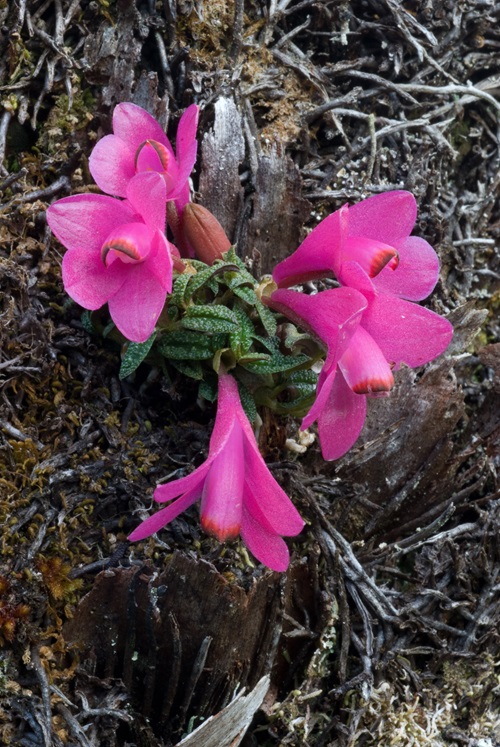 Pink flower of the orchid Dendrobium cuthbertsonii.