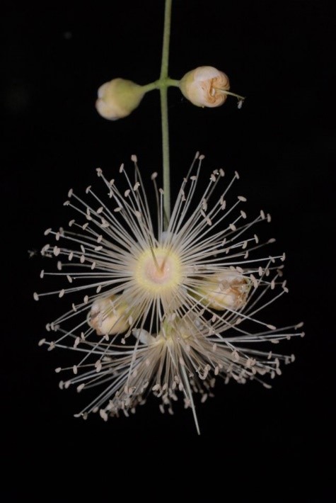 The flower from a Syzygium longipes species.