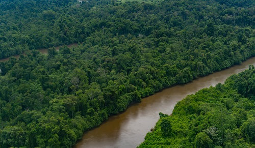 Aerial view of lowland tropical forest in Western Province, Papua New Guinea showing a river with thick forest stretching out on either side. 