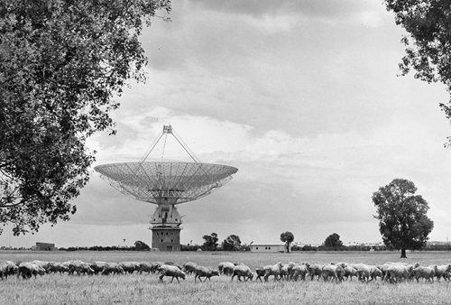 Black and white photo of the Parkes radio telescope with a flock of sheep in the foreground. 
