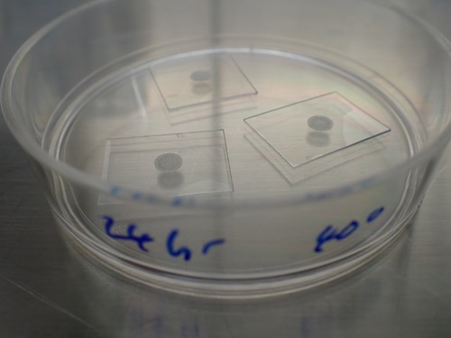 Three small rectangles of clear glass, each with a circle of dried virus, with uneven surface. in the middle of them. All three rectangles are within a clear circular dish.