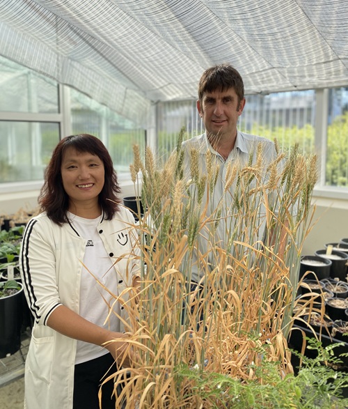 Andrew Fletcher  Chao Chen standing with a wheat sample in a glasshouse. 
