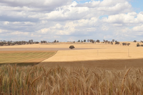 View across the edge of a wheat field looking towards more tilled paddocks in the distance. 