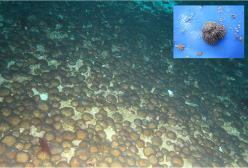 Cycloseris distort mushroom corals