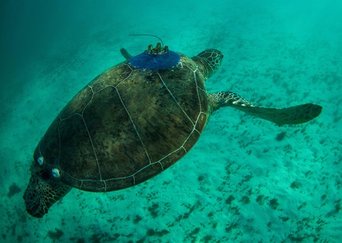 Sea turtle with satellite tag