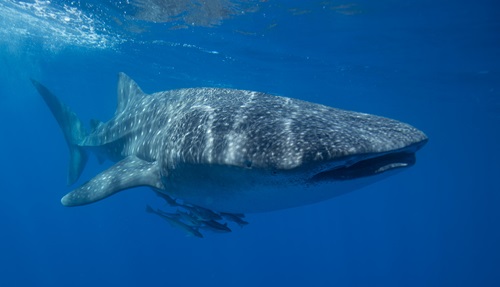 Whale shark
