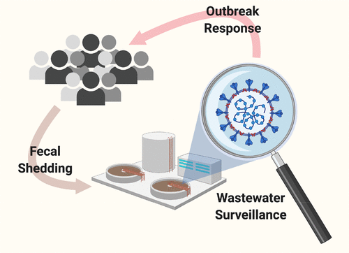 Infographic  showing cycle between testing for COVID and identifying outbreaks