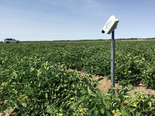 Sensor in crops