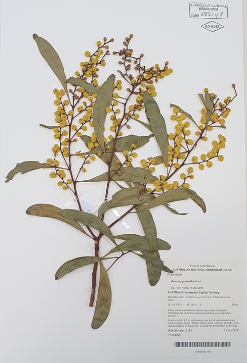 Pressed yellow flowers and green leaves