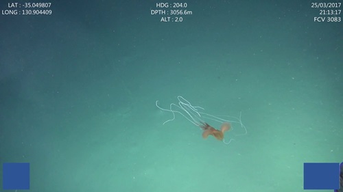 Bigfin squid swimming through the water of the Great Australian Bight. 