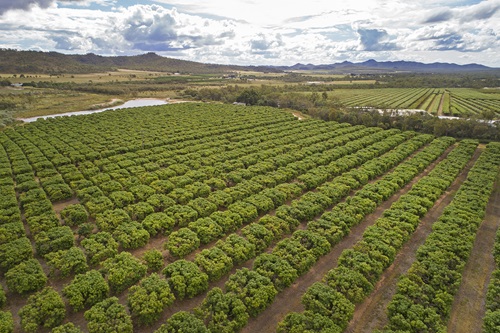 Mango plantation in far north Queensland