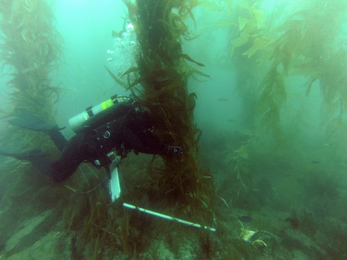 Diver in kelp