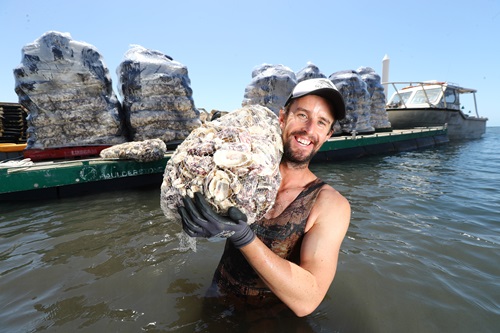 oyster diver