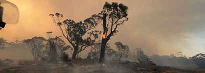 Aftermath of a bushfire showing blackend ground and a large tree with burning trunk still with some leafy branches at the very top and the sun glowing red through the smokey sky. 