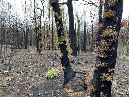Bushfire affected land and plant species in the town of Bilpin, NSW are beginning to regenerate. 