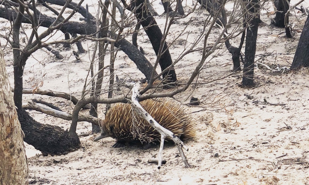 Citizen science to aid bushfire recovery - CSIRO