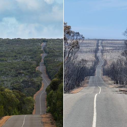 The infamous Cape du Couedic road on Kangaroo Island before and after the 2019-20 Australian bushfires. 
