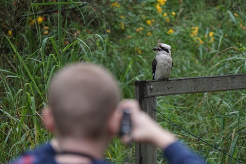 Contribute to bushfire recovery by observing and capturing wildlife. 