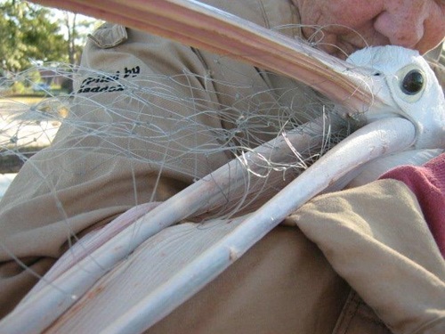Person holding pelican with fishing line caught in its mouth. 