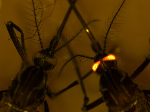Close up of a mosquito on the right with glowing red eyes (dengue resistant red-eye gene), and a mosquito on the left with normal eyes. 