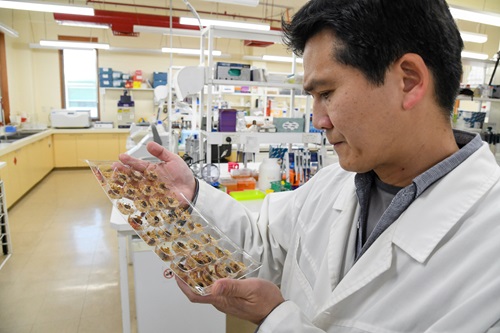 Tek Tay looking at a sample tray of fall armyworm larvae. 