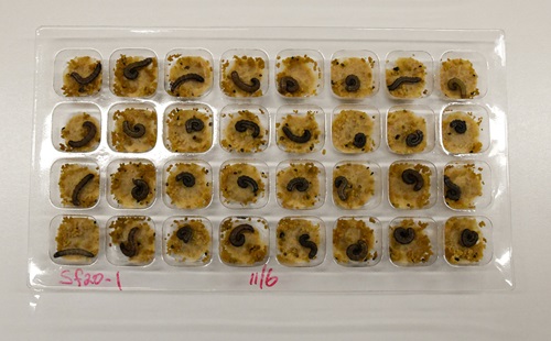 32 cell sample tray containing an individual fall armyworm larvae with food. 