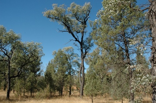 Regrowth foest showing small and medium sized trees growing closely together. 