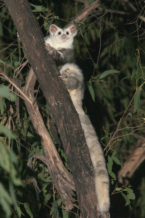 A Greater glider clinging to the branch of a tree. 