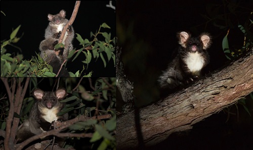 Composite of three images of greater gliders resting in trees. 