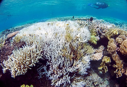 Underwater close up of bleached coral on a section of the Great Barrier Reef with a diver swiming above. 