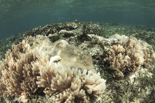 Mound shwing white skeleton of bleached coral.