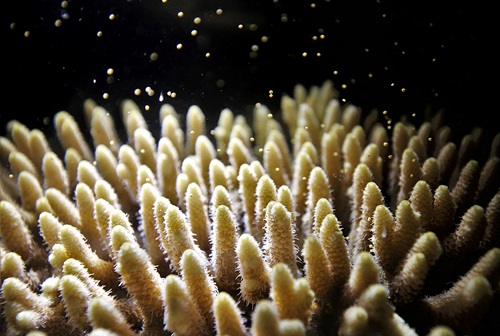Underwater nght image showing coral spawning. 