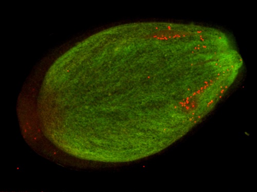 Close up image of fluorescence light shining on coral shwoing the larvae in green, and the algae cells in red.