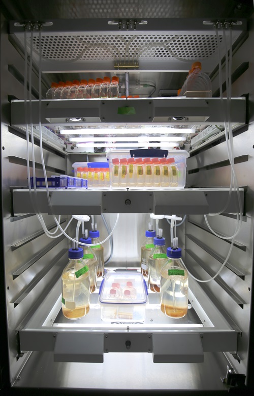 Laboratory incubator with coral samples. 
