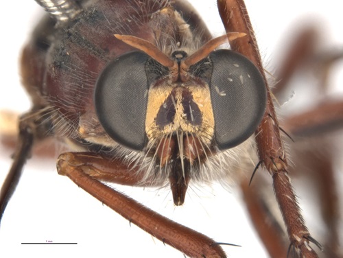 close up of the face of a robber fly with what resembles a white moustache