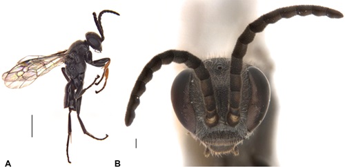 Close up of the The side view and face of a specimen of the new spider wasp species Epipompilus namadgi.